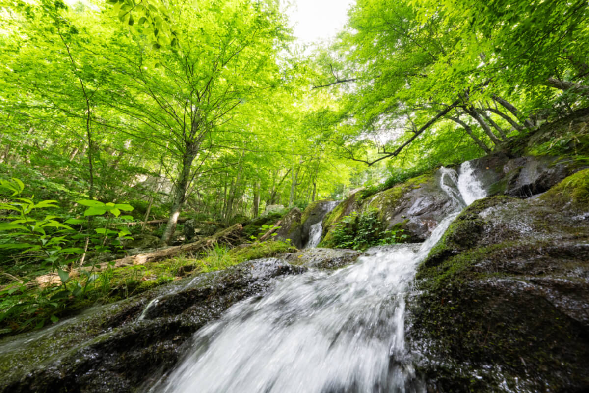 8 Virginia Waterfalls for Your Hiking Bucket List