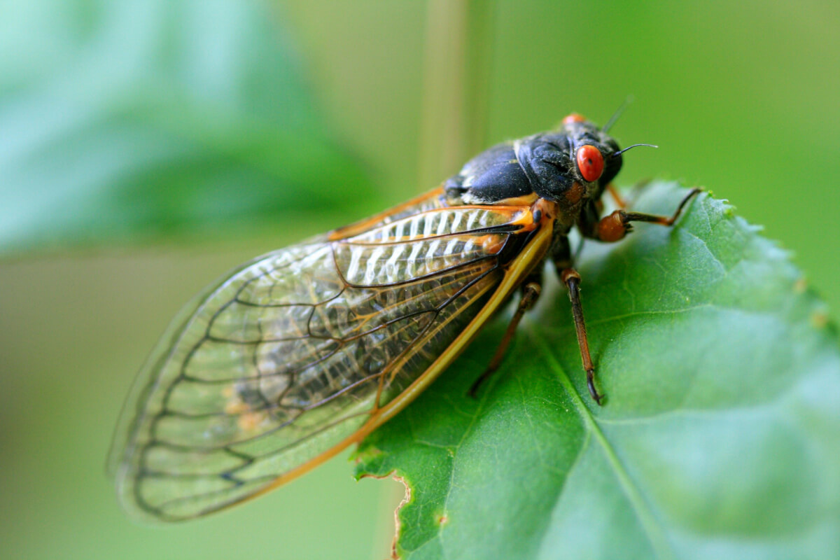 Buckle Up, Nashville. The Next Cicada Swarm is Coming.