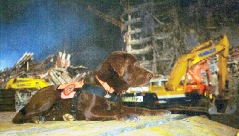 A brown search and rescue dog wearing a vest lies on debris, with construction equipment and rubble in the background.