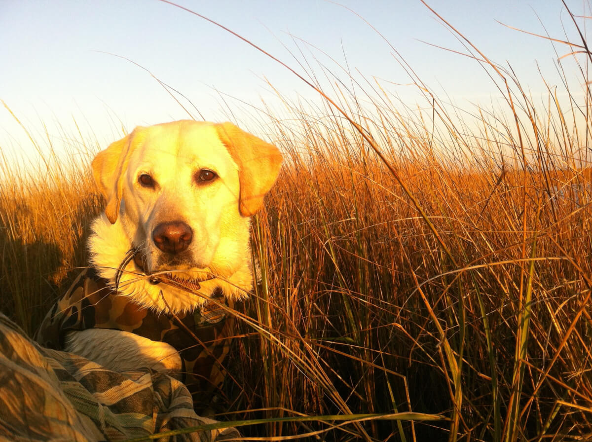 Tealbrook Kennels: A Legacy of Labradors + Love