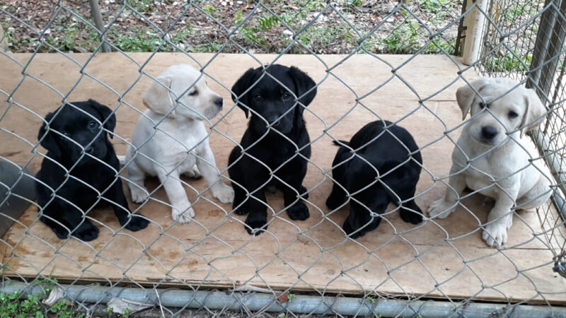 A row of five retriever puppies behind a fence.