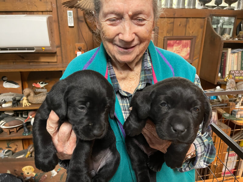 A woman in a vest and plaid shirt, holding two black retriever puppies.