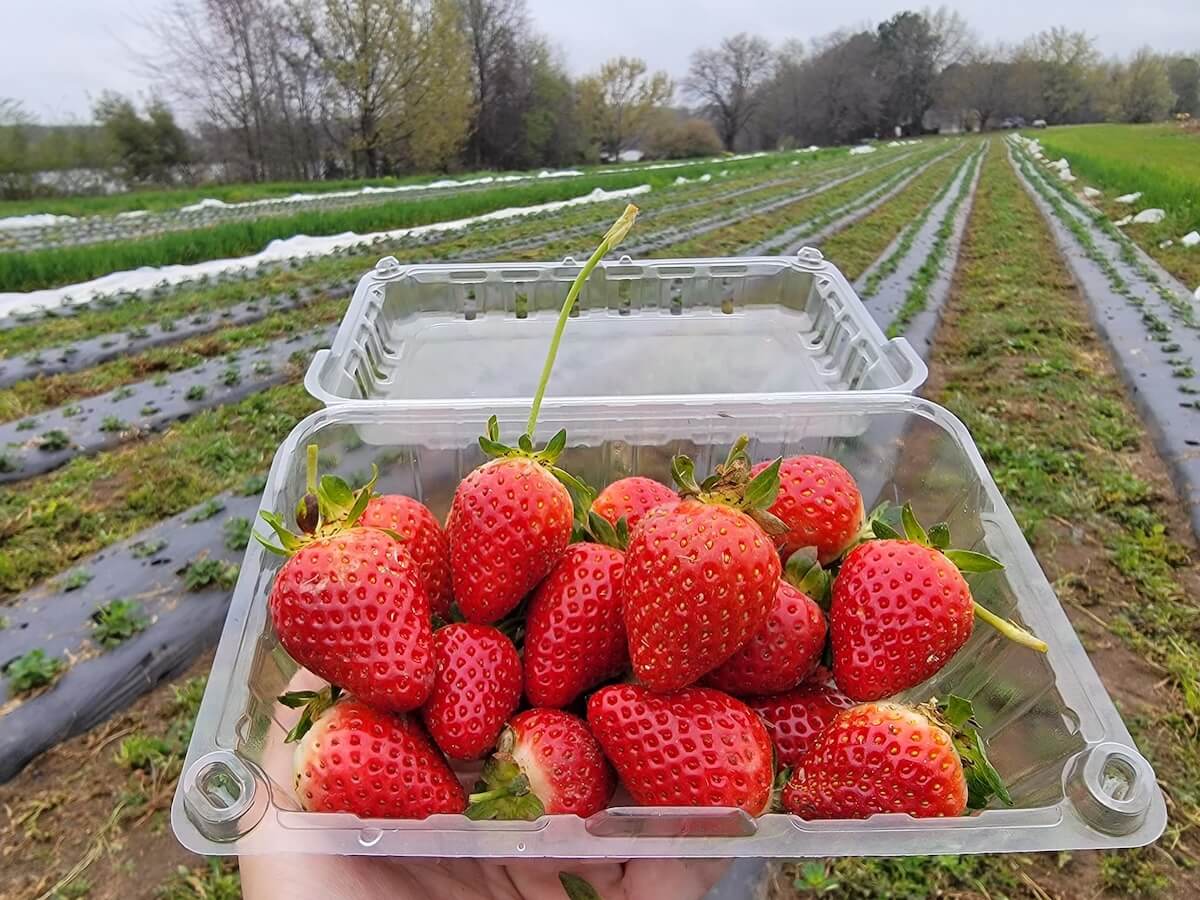 5 Charming Bed & Breakfasts in SC's Old 96 District - 1 A hand holds a plastic container filled with fresh strawberries in front of rows of strawberry plants on a farm in South Carolina’s SC Old 96 District, perfect for guests exploring local Bed & Breakfasts.