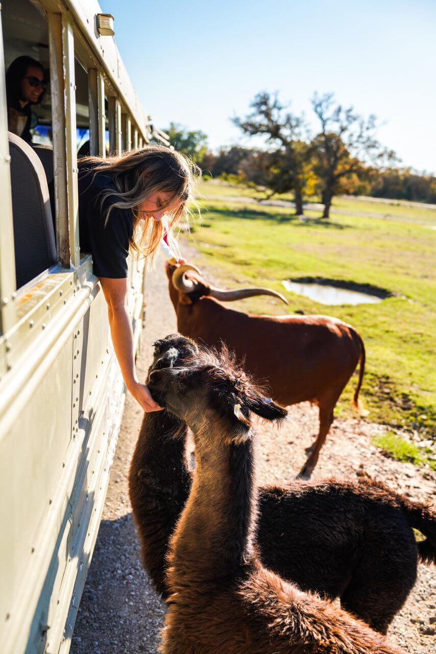 A person leans out of a bus window to feed a llama, while two llamas and a cow stand near the bus on a sunny day in a grassy area.