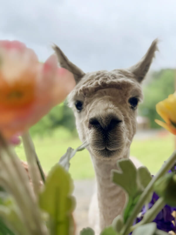 A close-up of an alpaca looking through colorful flowers with a blurred green background.