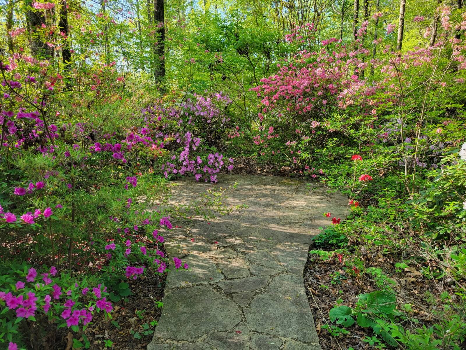 A stone pathway surrounded by blooming pink, red, and purple azalea bushes in a lush, green woodland garden—perfect for relaxing weekend getaways near Memphis.