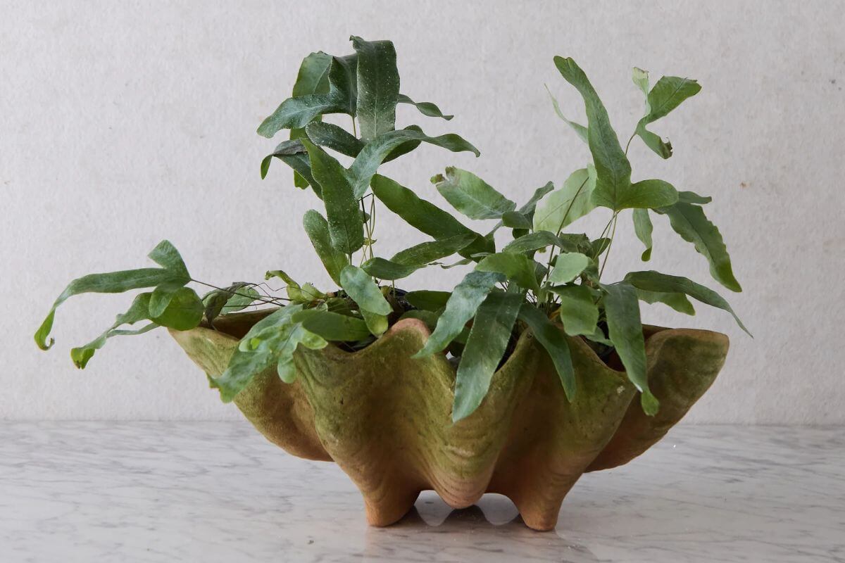 20 Nashville FINDS for June: Father's Day Gifts, Chic Accessories & More - 15 A green potted fern grows in a large, clam-shaped ceramic planter on a marble surface—perfect for adding style to your space after a day of shopping Nashville’s vibrant boutiques.