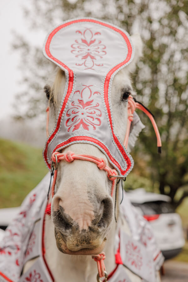 A white horse wearing a decorative, embroidered fly mask and matching harness stands outdoors, ready for an Indian wedding, with trees and a white car in the background.
