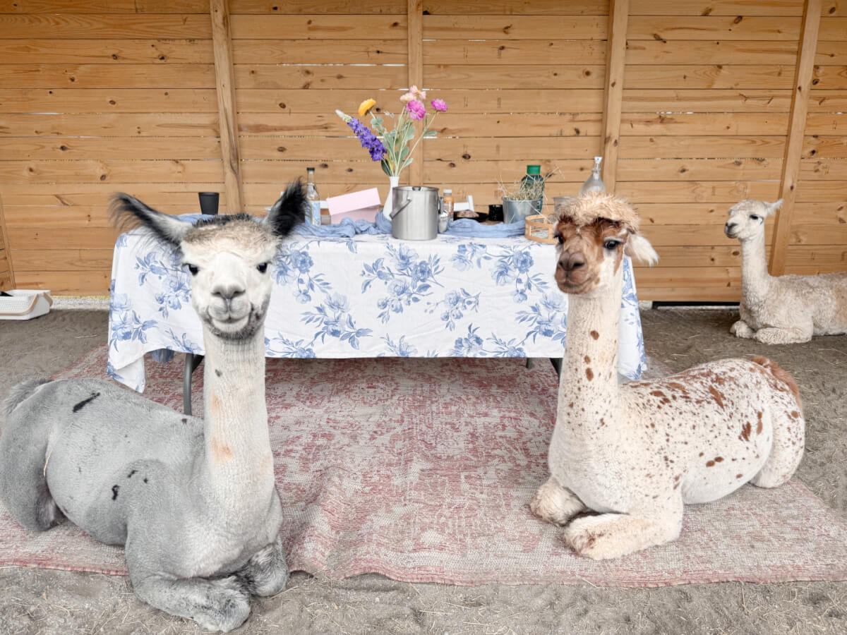 You Can Have Brunch with Alpacas in NC! (And It’s BEYOND Magical.)