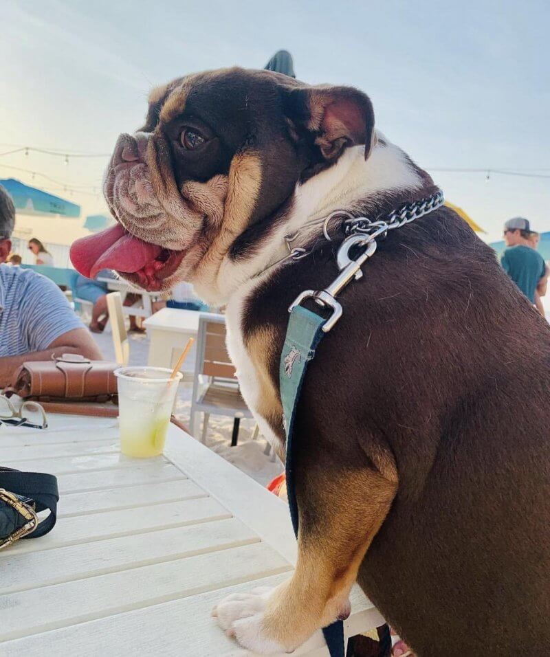 A brown and white bulldog with a leash sits on a white outdoor table beside a drink and purse, soaking up the relaxed 30A beachside cafe vibe.