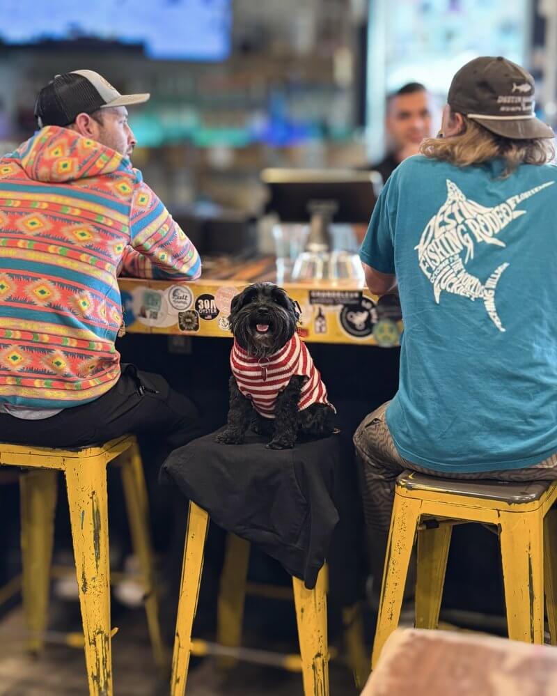 A small black dog in a red and white striped shirt sits on a barstool between two men at a 30A bar.