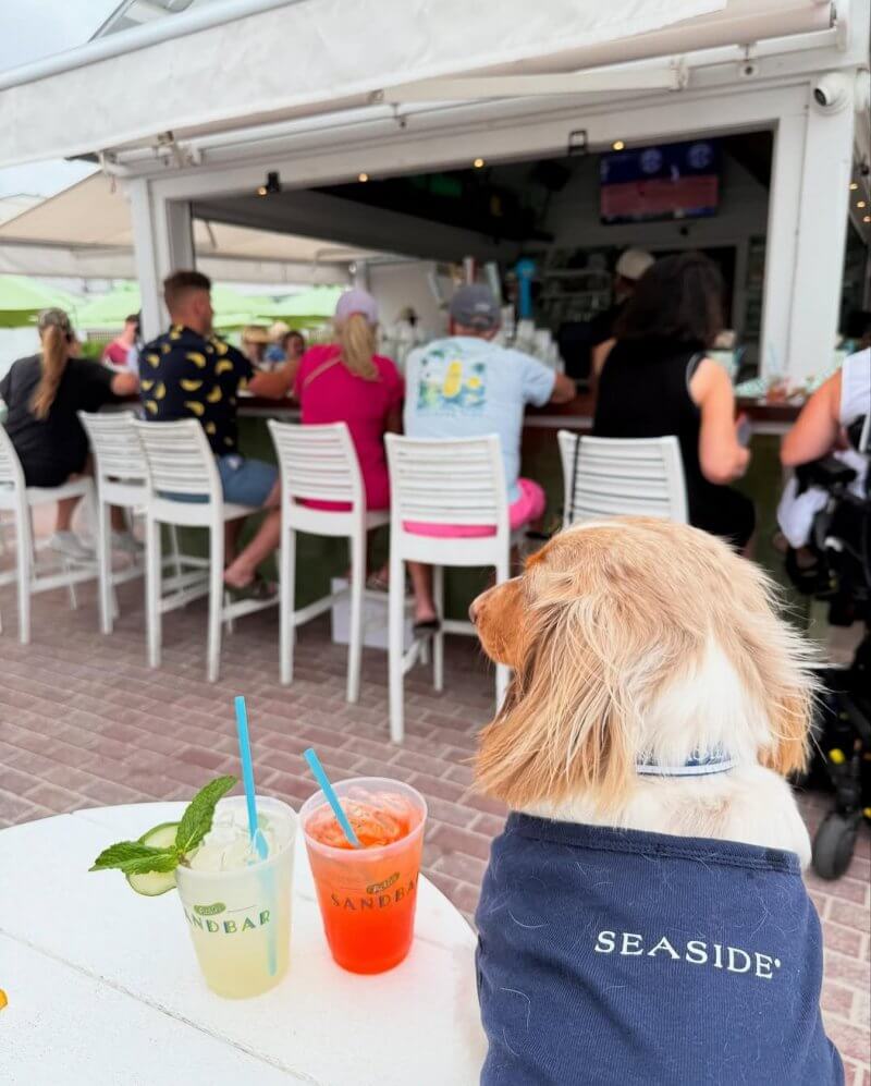 A small dog wearing a "SEASIDE" shirt sits at an outdoor bar table with two drinks, gazing toward people inside—a classic 30A scene.