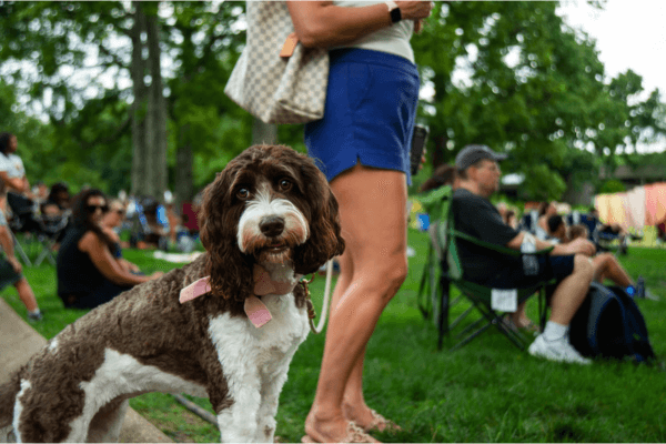 A brown and white dog with a pink bow stands on grass near a person in blue shorts at an outdoor gathering, capturing the lively spirit of the Dog Nights of Summer as people sit and relax in the background.