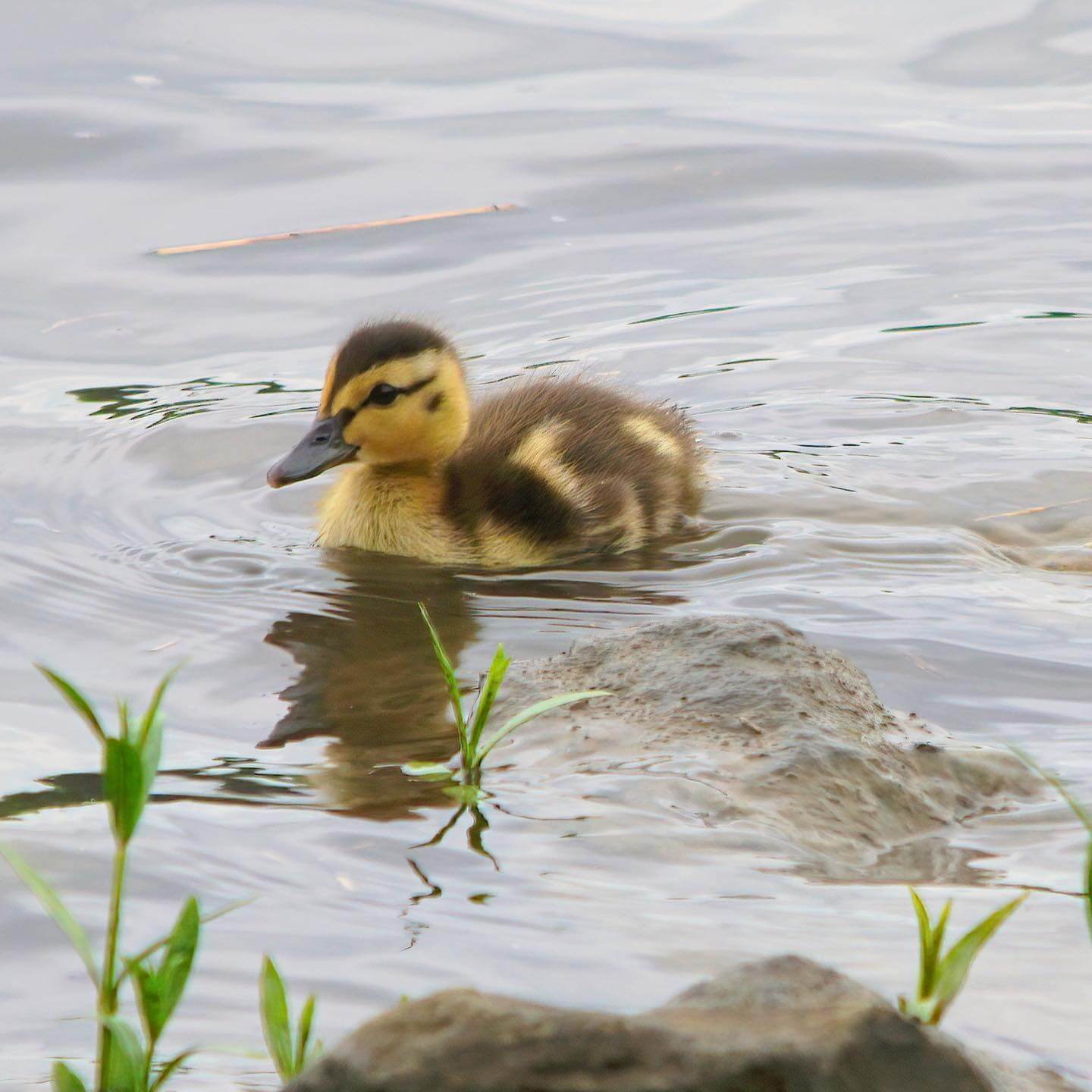Your Guide to Old Hickory Lake - 7 A duckling with yellow and brown feathers swims in Old Hickory Lake near rocks and green plants, capturing a perfect summer moment.