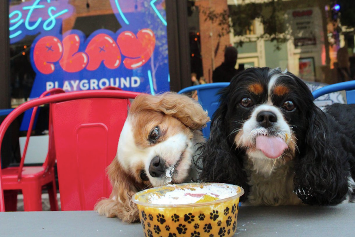 Two dogs enjoy a meal at a table with a yellow paw-print bowl, one licking it clean while the other sticks its tongue out. A neon "PLAY" sign shines in the background—catch these Nashville Deals this August 2025!.