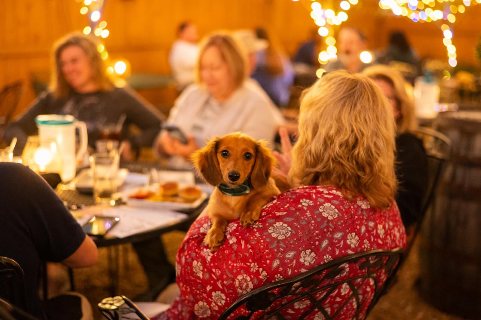A small brown dog sits on a woman's lap at an outdoor restaurant with several people around a table, enjoying drinks and food under string lights—a perfect Nashville Deals moment to remember in August 2025.