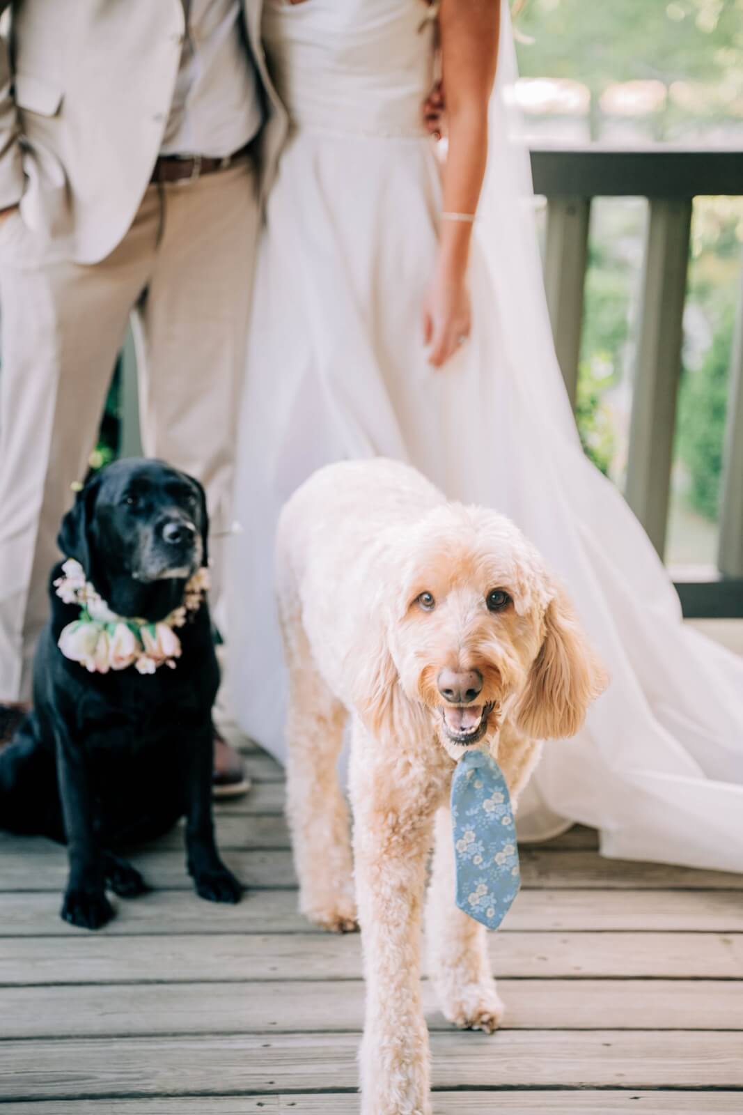 A bride and groom stand with their precious pups—a black dog in a flower collar and a light-colored dog in a blue tie—on a wooden deck at their BHAM wedding.