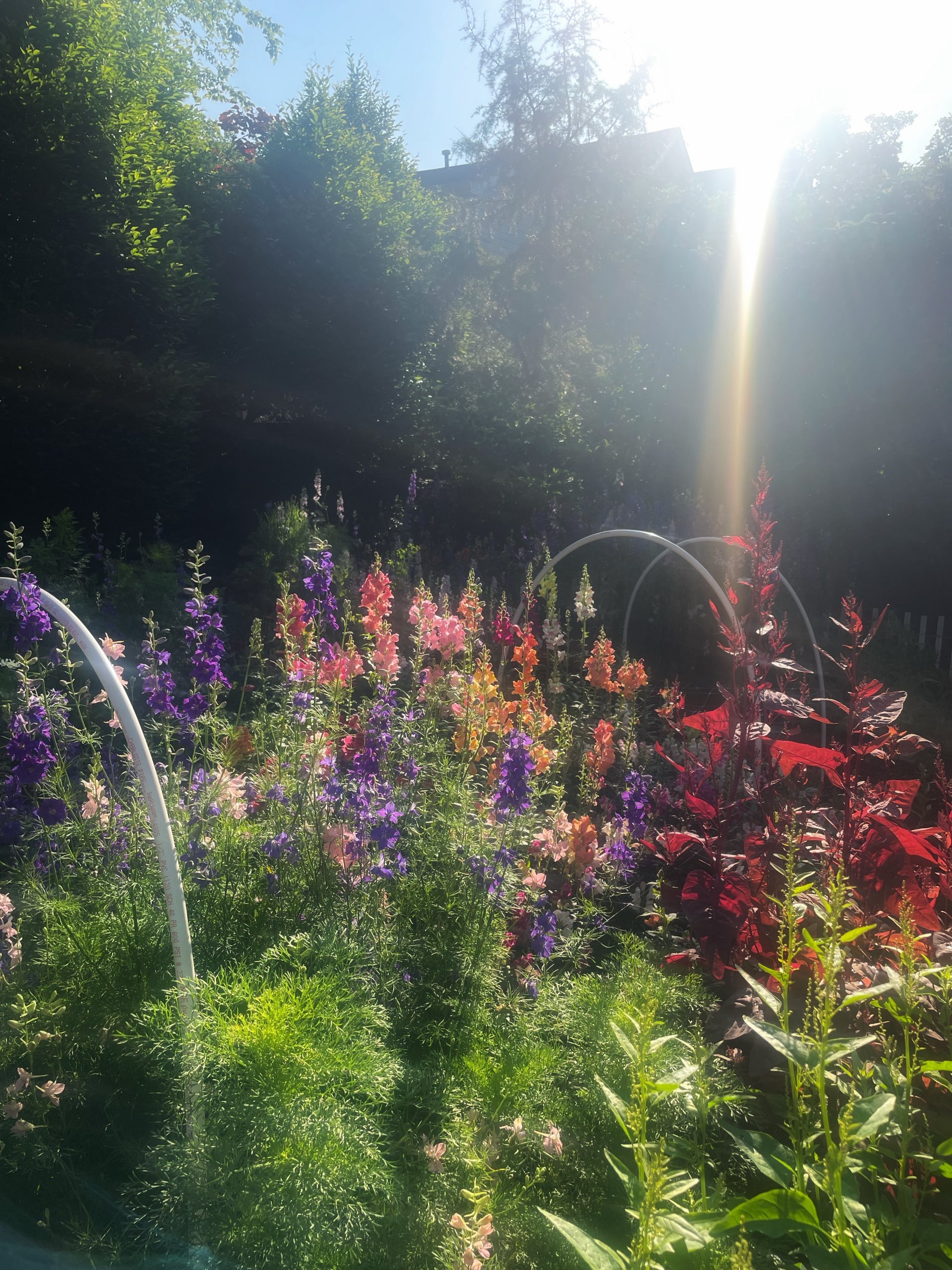 Sunlight streams over a lush, gorgeous spring garden filled with tall, colorful flowers and greenery, with white garden hoops visible among the plants.
