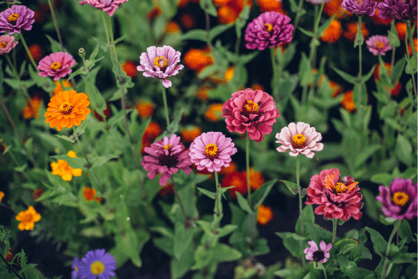 A garden bed in Ridgeland bursts with blooming zinnia flowers in purple, pink, orange, and yellow hues, surrounded by lush green foliage—reminiscent of a wildflower field.