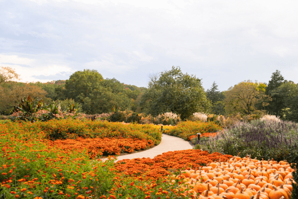 A winding path cuts through a garden with orange flowers and pumpkins, surrounded by green trees and a cloudy sky—capturing the festive spirit of Cheekwood’s Harvest Plant Sale.