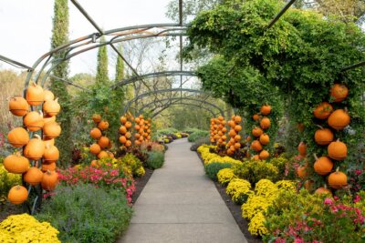 A garden walkway features metal arches decorated with stacked pumpkins, surrounded by yellow and pink flowers and green foliage—capturing the festive spirit of Nashville events in September.