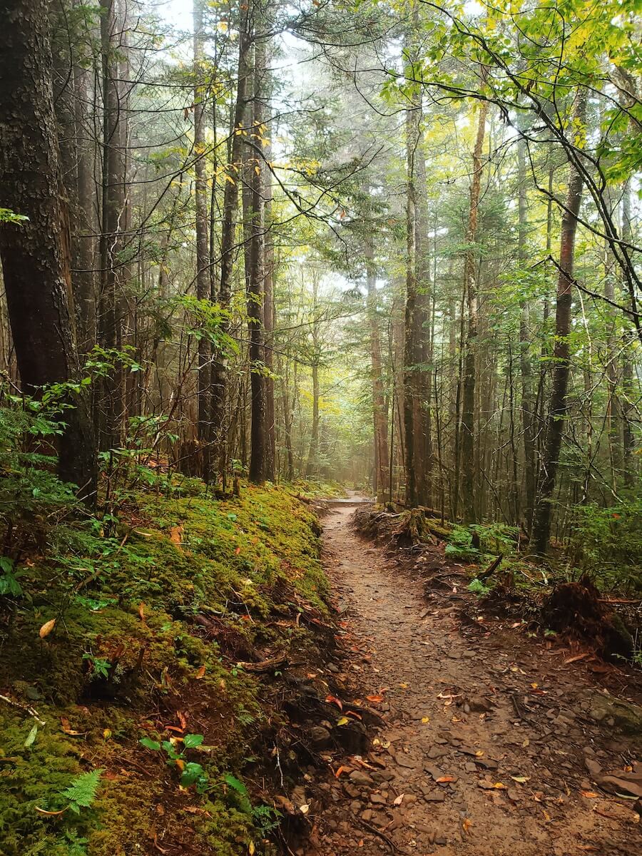 5 Beloved Tennessee Destinations for Adventure Lovers - 2 A dirt hiking trail winds through a dense, green forest with tall trees and moss-covered ground in Tennessee—an inviting path for outdoor escapes.