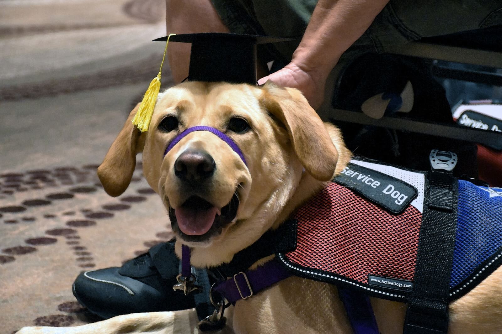 6 Organizations Pairing Canines and Veterans Across the South - 4 A service dog from Vets to Vets United, wearing a graduation cap and vest, sits on the floor looking at the camera as a person gently rests their hand on the canine's head.
