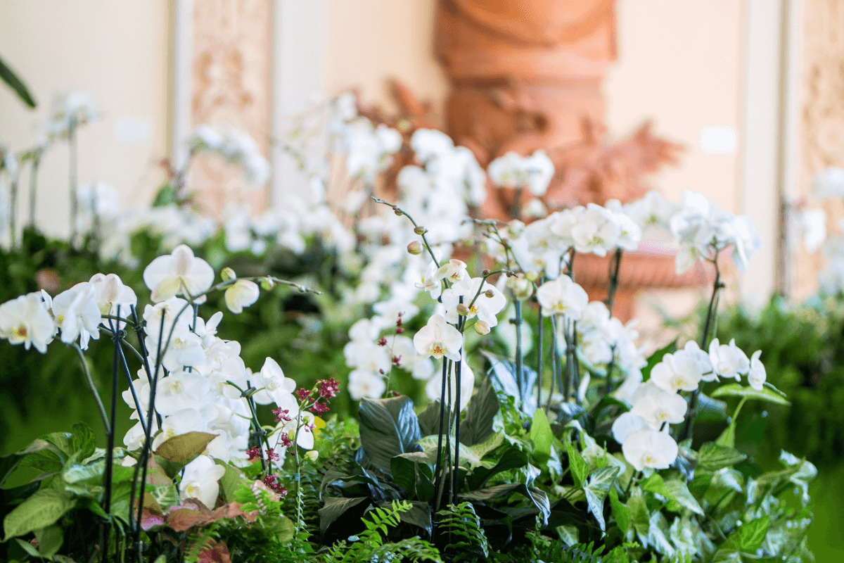 A cluster of white orchids and green foliage in the foreground, with a blurred statue and ornate background in soft light—perfect inspiration for Nashville events January décor.