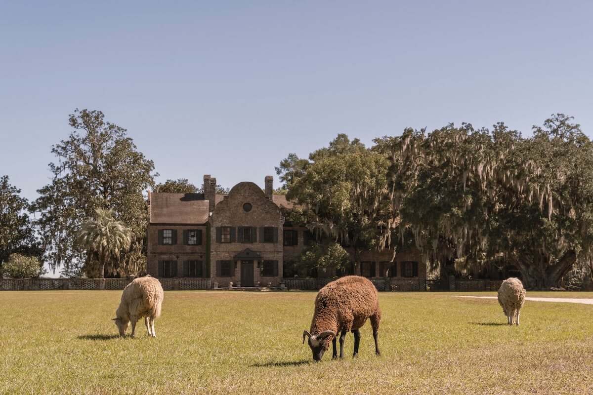 Three sheep graze on a lawn in front of a large, historic brick house surrounded by trees on a clear day—an idyllic scene reminiscent of classic Charleston attractions.