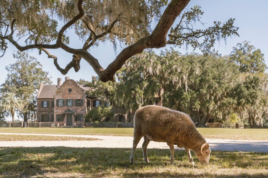 5 Must-Visit Lowcountry Attractions for Exploring Revolutionary History - 4 A sheep grazes under a large tree in front of a historic brick house, surrounded by trees on a sunny day—an idyllic scene reminiscent of classic Charleston attractions.