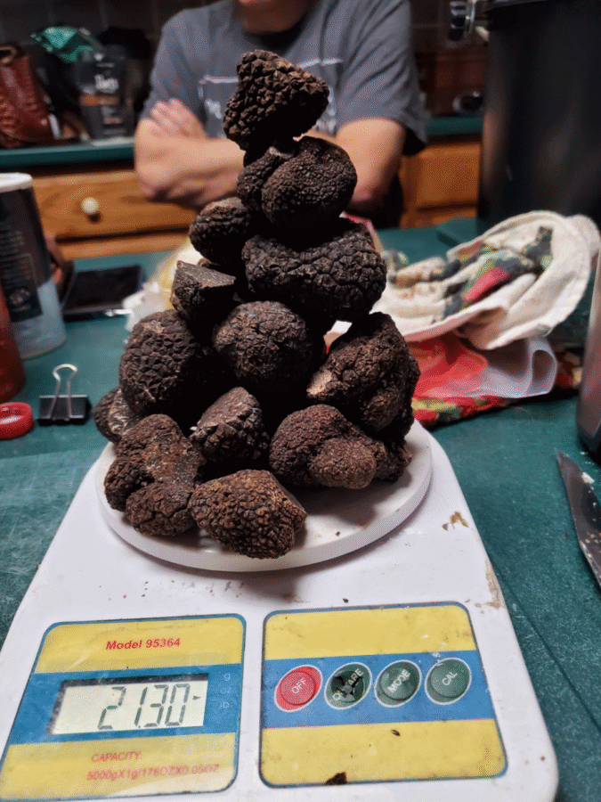3 Places to Go Truffle Hunting in the South - 4 A pile of black truffles, freshly gathered from a truffle hunting adventure in the South, rests on a digital kitchen scale reading 2130 grams; a person sits with folded arms in the background.