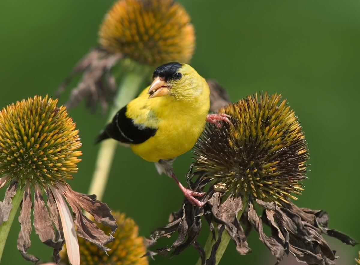 A yellow bird perches on a flower, capturing a moment of calm that echoes the Goldfinch Foundation's commitment to mental health and well-being.