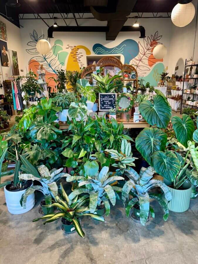 Meet Jessica Watts of BHAM's House Plant Collective - 3 Indoor plant shop House Plant Collective showcases various house plants in pots on the floor and tables, and shelves with plant accessories on the right.