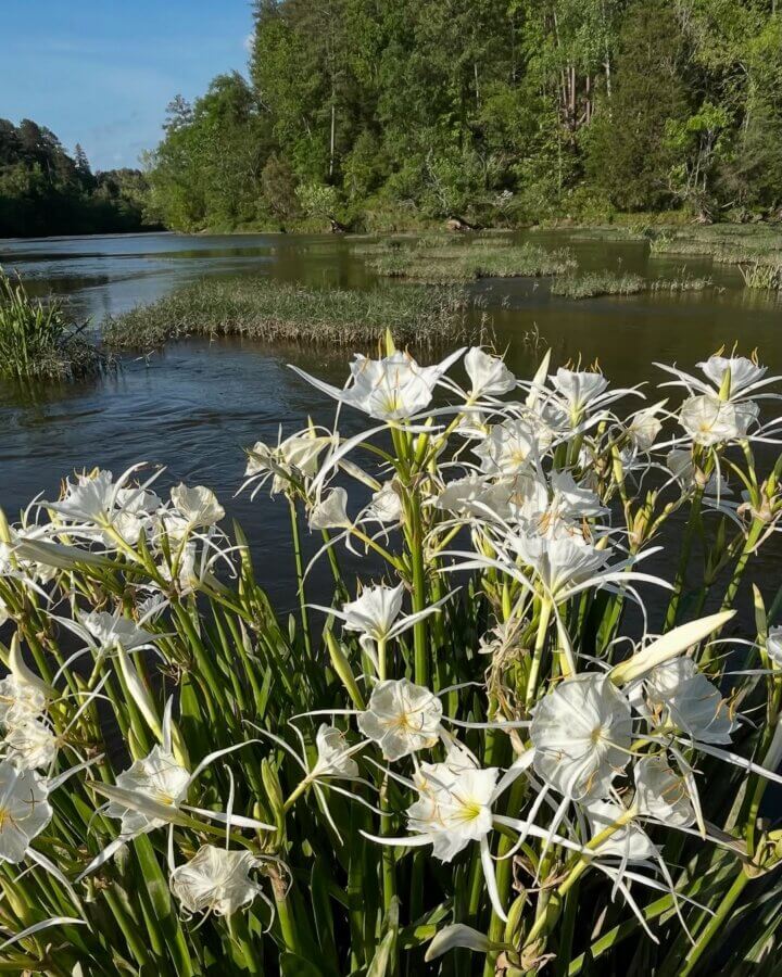 52 Weekends, 630 Miles: Alabama’s Scenic River Trail is the Longest in the Country - 5 Cluster of white flowers with long, narrow petals in the foreground beside the calm Alabama Scenic River Trail, surrounded by green trees and vegetation under a clear blue sky.