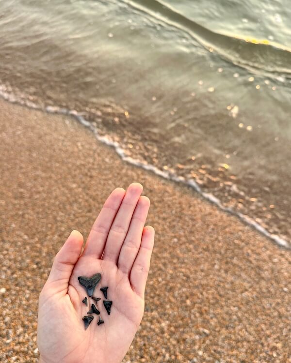 A hand holds several small, dark shark teeth over a sandy beach with gentle waves—a perfect souvenir from memorable beach vacations.