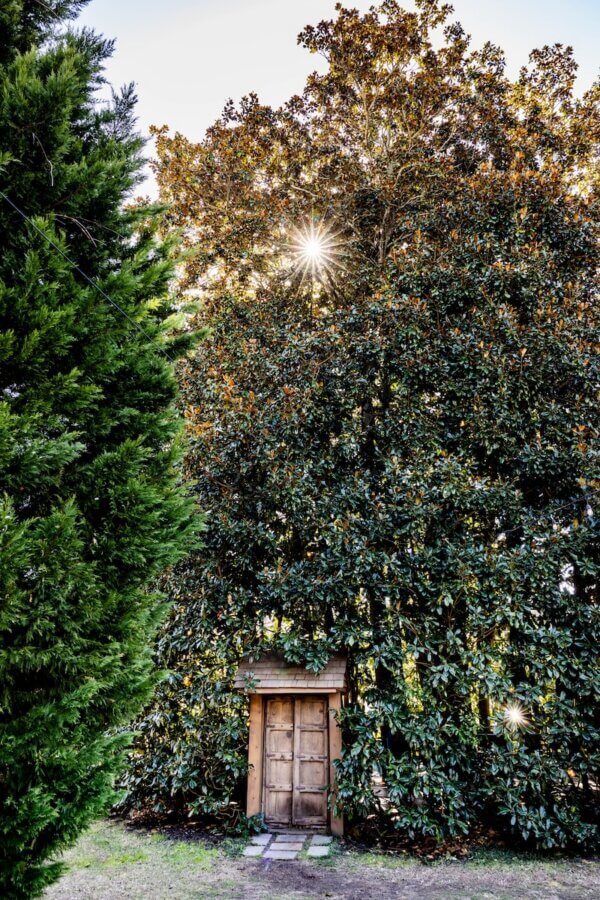 9 Hidden Gems to Visit in the South - 18 A wooden door set into a thick, leafy hedge or tree, with sunlight streaming through the branches above—one of the hidden gems South travelers will love discovering.