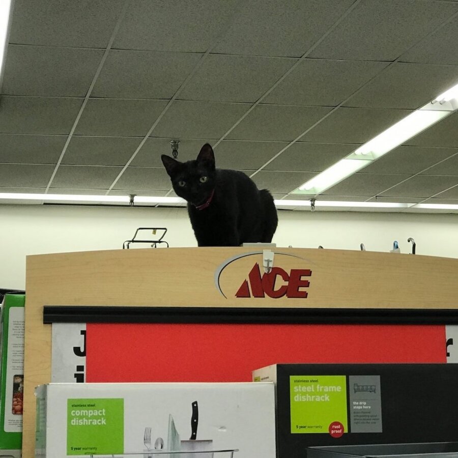 6 Unexpected Spots for Cat Lovers in the South - 7 A black cat sits on top of a display shelf under an Ace sign in a store, looking down at the camera—a charming sight sure to delight cat lovers.
