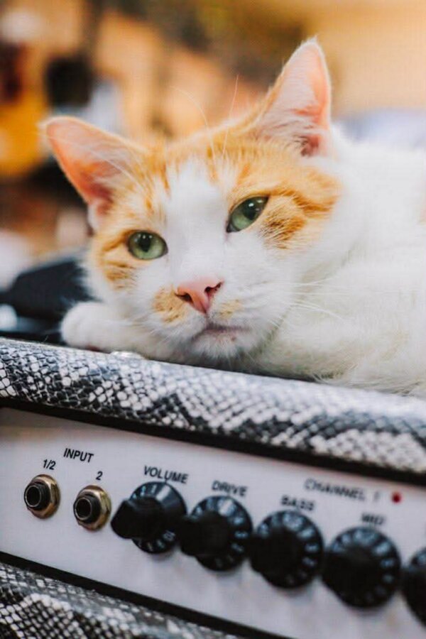6 Unexpected Spots for Cat Lovers in the South - 5 Orange and white cat resting its head on top of a guitar amplifier with visible control knobs—a charming sight for cat lovers.