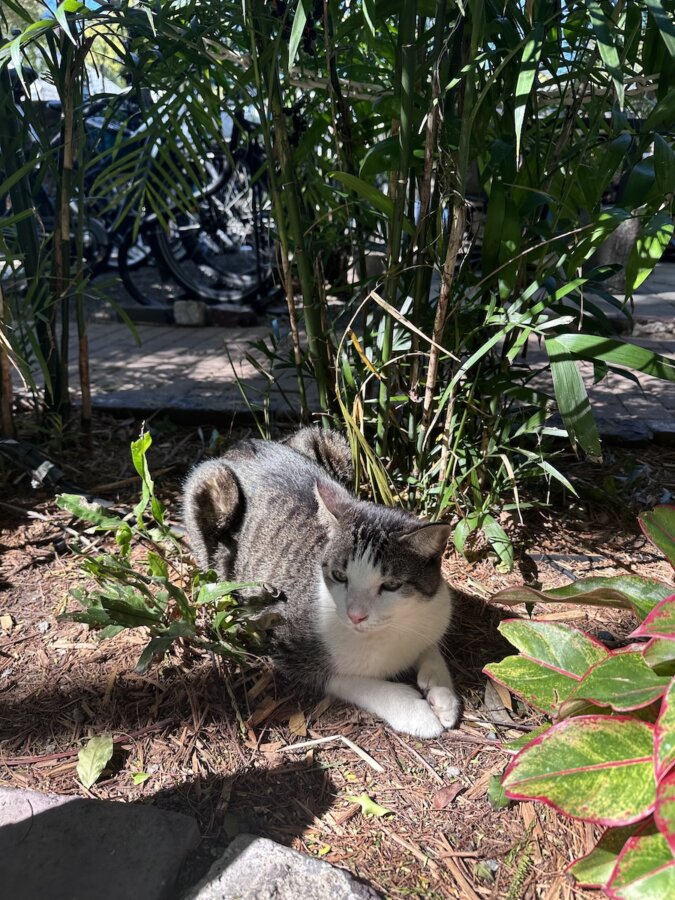 6 Unexpected Spots for Cat Lovers in the South - 2 A gray and white cat lies on the ground in a shaded garden area, surrounded by green plants and sunlight—a perfect scene for cat lovers to admire.