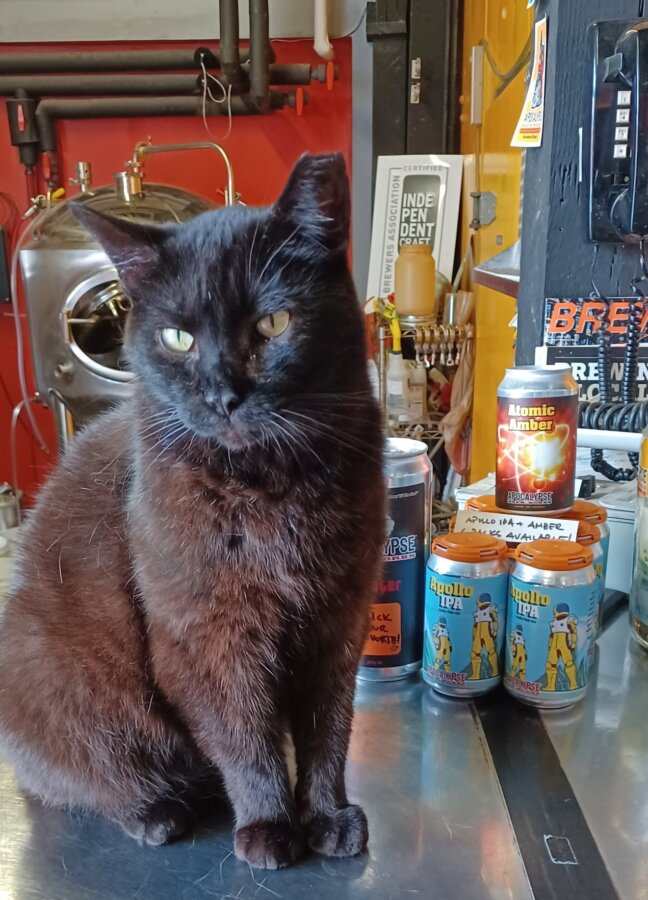 6 Unexpected Spots for Cat Lovers in the South - 3 A black cat sits on a metal counter in front of cans of beer and brewing equipment, creating the perfect scene for cat lovers in a cozy brewery or bar setting.