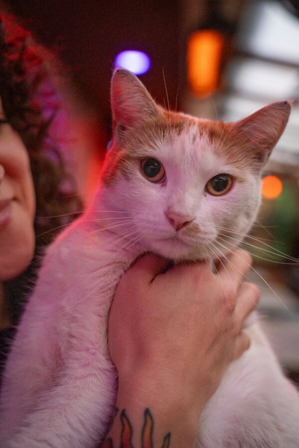6 Unexpected Spots for Cat Lovers in the South - 6 A person with a tattoo holds a white and orange cat indoors under colorful lighting, sharing a cozy moment perfect for cat lovers.