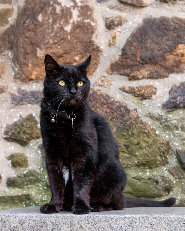 6 Unexpected Spots for Cat Lovers in the South - 8 A black cat with a white patch on its chest sits on a stone surface in front of a rough stone wall, wearing a collar with two rings—perfect for cat lovers to admire.