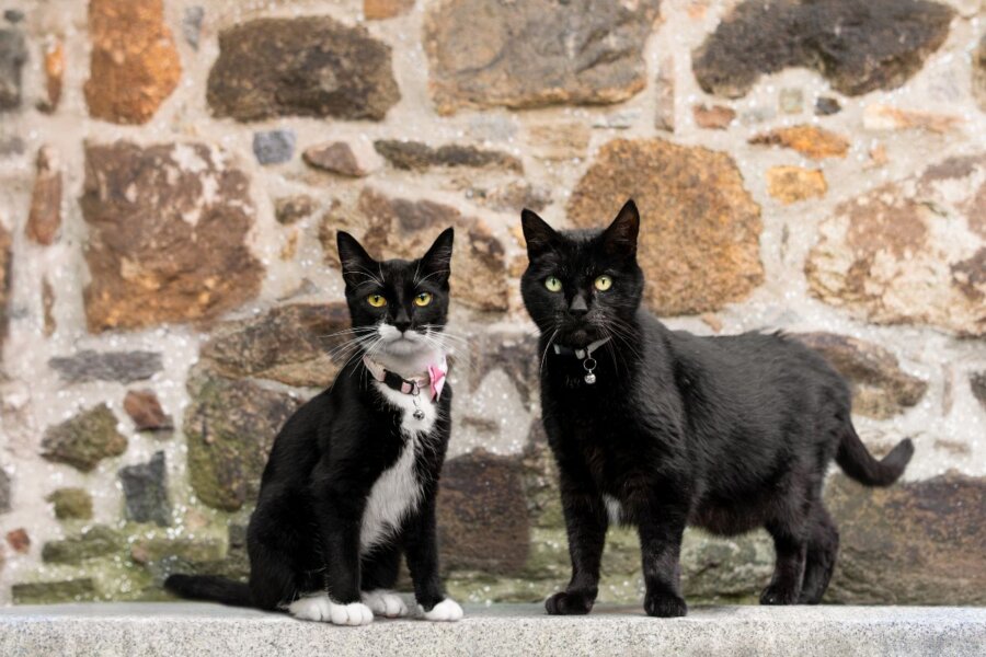 6 Unexpected Spots for Cat Lovers in the South - 9 Cat lovers will adore these two black cats, one with a white chest and paws, sitting and standing on a stone surface in front of a stone wall, both proudly wearing collars with ID tags.