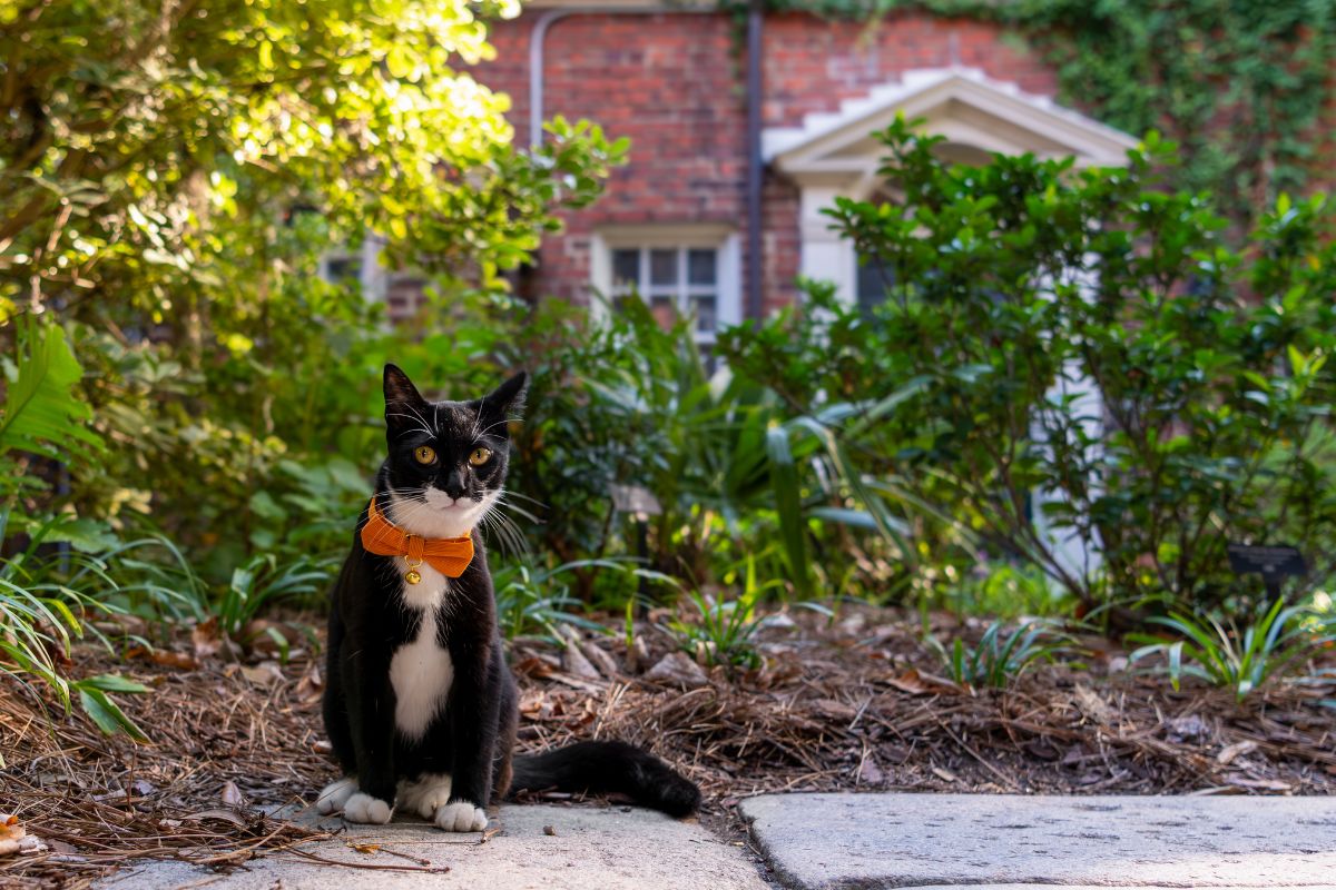 A black and white cat with a collar sits on a garden path, surrounded by greenery and a brick house—an ideal sight for cat lovers.