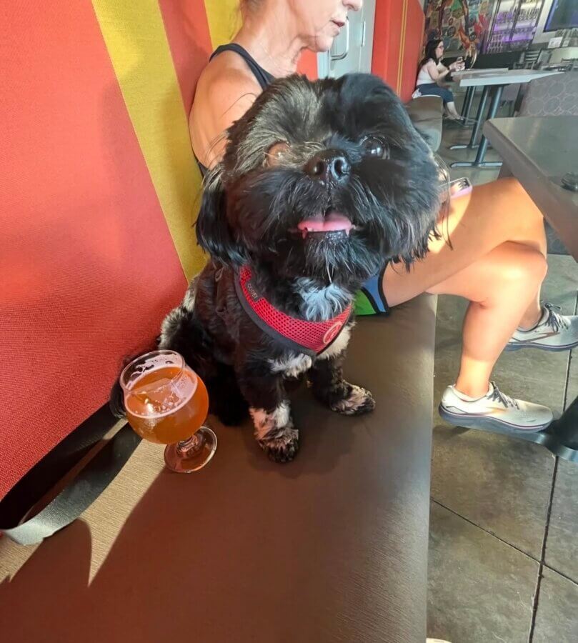 Memphis Dog Parks, Dog-Friendly Breweries & More - 8 A small black dog wearing a red harness sits on a bench next to a glass of beer, with a woman in athletic wear seated beside it.