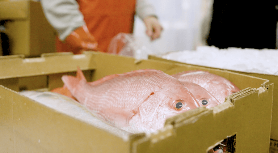 Meet the Woman Keeping Florida’s Oldest Fishing Village Thriving - 5 Two whole fish lie on ice in a cardboard box, with a person in gloves—possibly Karen Bell—working in the background.