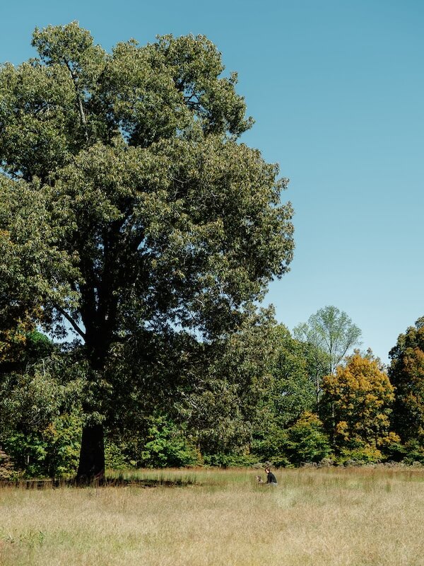 Inside The Arbors: A Rare Opportunity in Leiper's Fork - 2 A large tree stands in a grassy field at The Arbors, with a person sitting beneath it; smaller trees and clear blue sky are in the background.