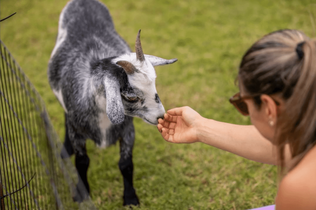 A person extends their hand to feed or pet a small gray and white goat standing on grass beside a metal fence.
