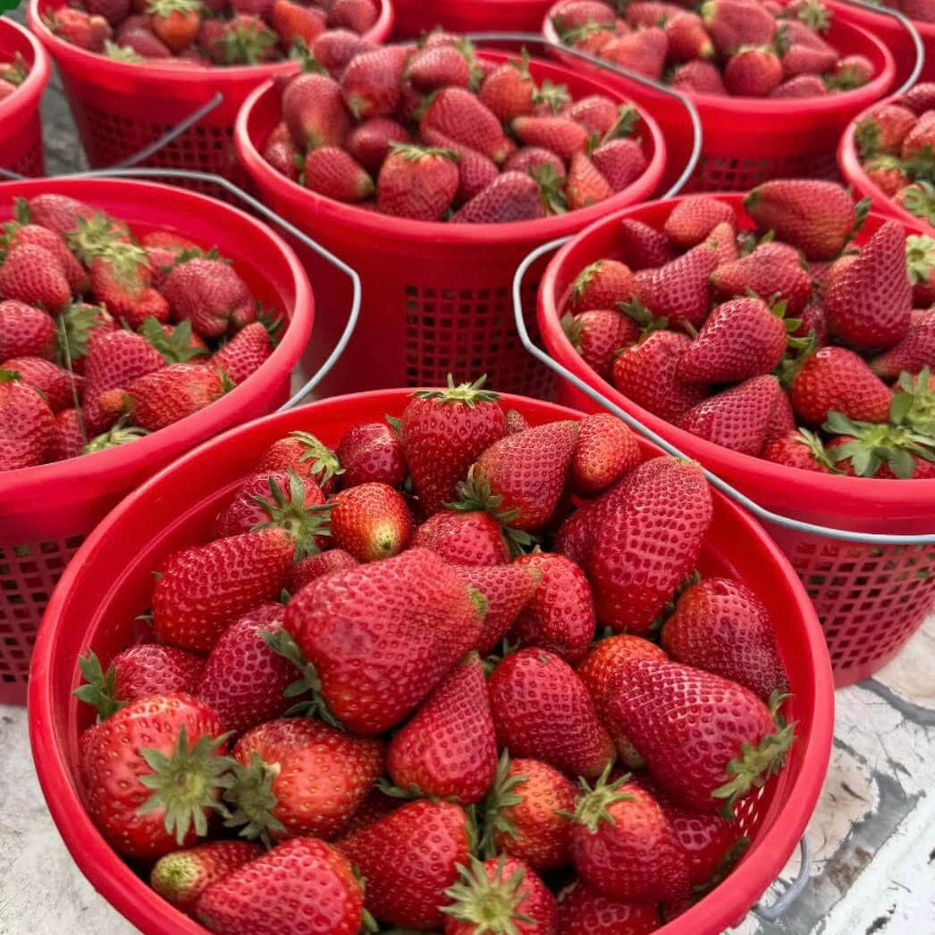 Red plastic baskets filled with fresh, ripe strawberries are closely arranged on a flat surface, capturing the vibrant spirit of Nashville farmers market and the bounty found at local farmers' markets.
