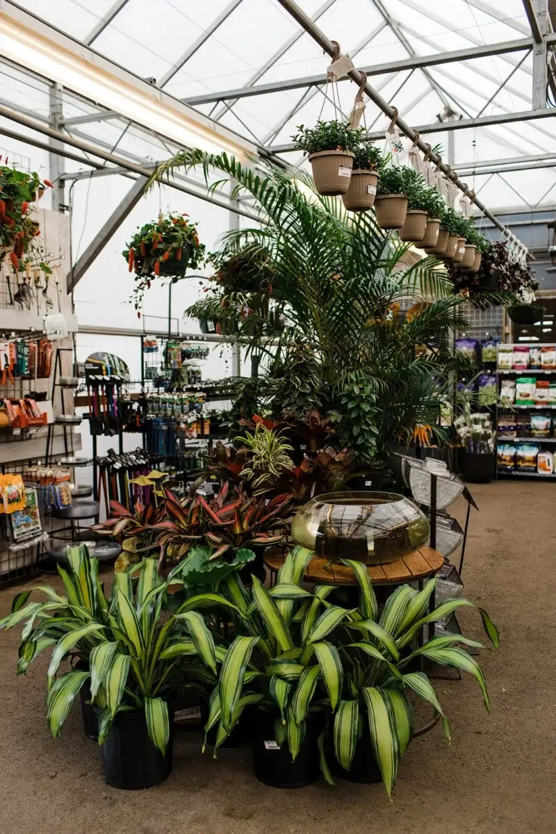 Indoor garden center display with various potted plants, hanging planters, and gardening supplies on shelves, creating a vibrant greenhouse scene.